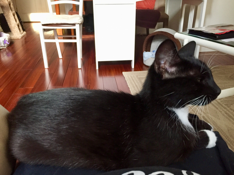 Кошки в нашей жизни. Кошки и все, что с ними связано.