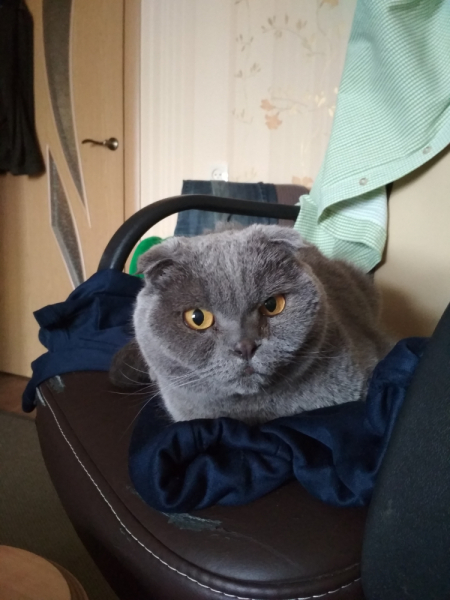 Кошки в нашей жизни. Кошки и все, что с ними связано.