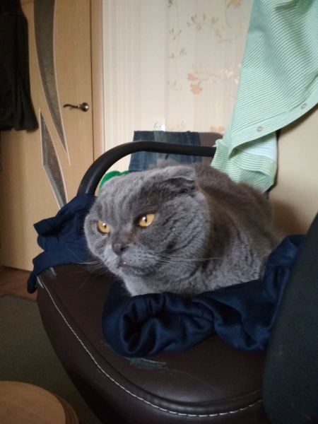 Кошки в нашей жизни. Кошки и все, что с ними связано.