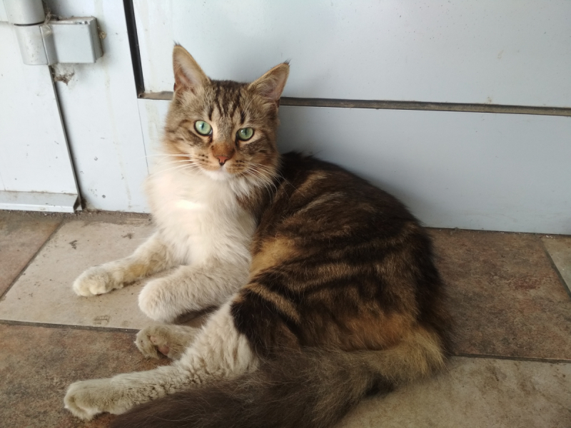 Кошки в нашей жизни. Кошки и все, что с ними связано.