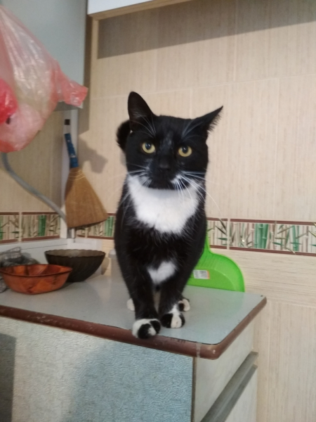 Кошки в нашей жизни. Кошки и все, что с ними связано.