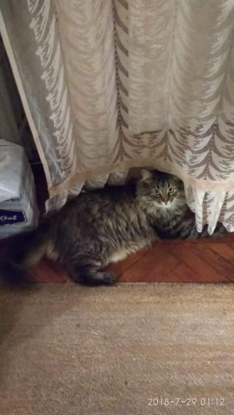 Кошки в нашей жизни. Кошки и все, что с ними связано.