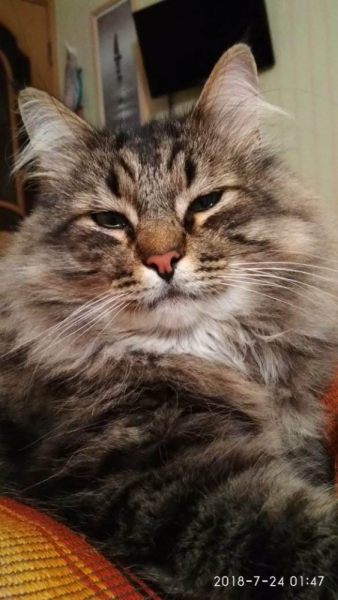 Кошки в нашей жизни. Кошки и все, что с ними связано.