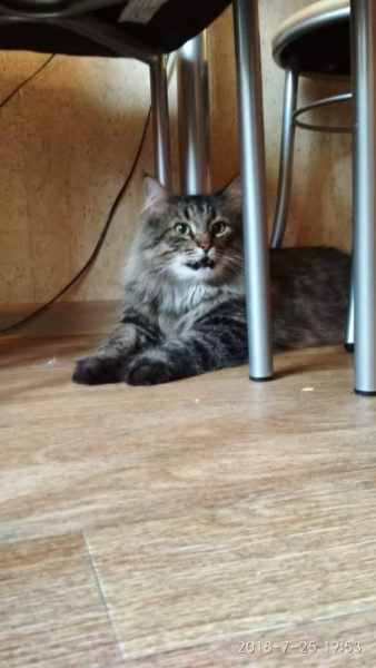 Кошки в нашей жизни. Кошки и все, что с ними связано.