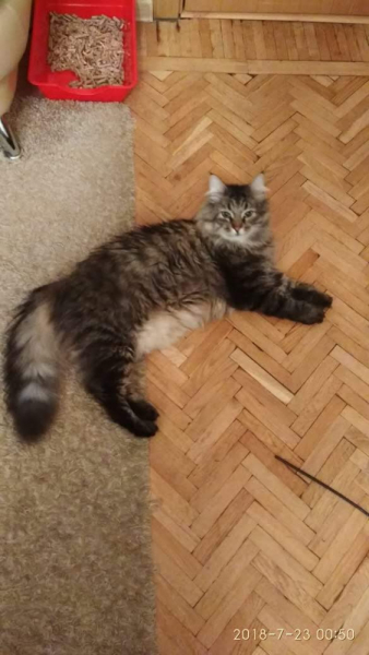 Кошки в нашей жизни. Кошки и все, что с ними связано.