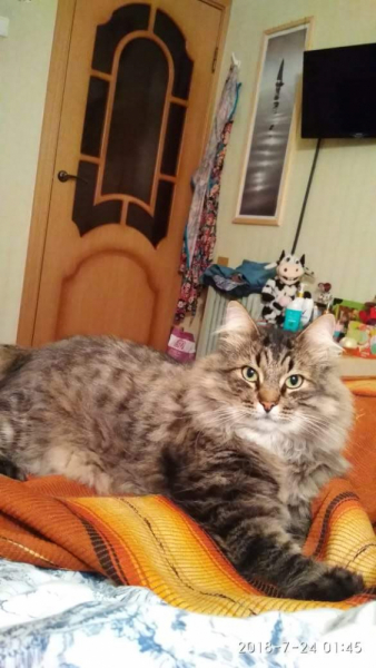 Кошки в нашей жизни. Кошки и все, что с ними связано.