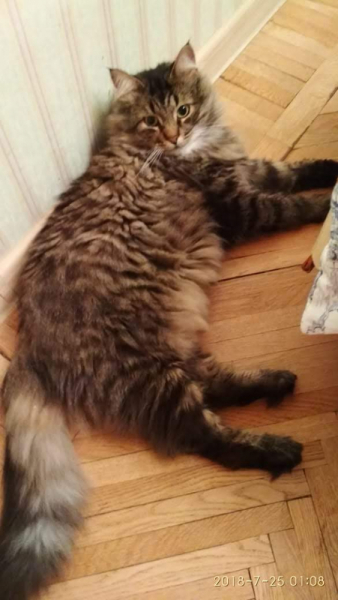 Кошки в нашей жизни. Кошки и все, что с ними связано.