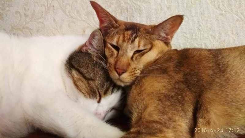 Кошки в нашей жизни. Кошки и все, что с ними связано.