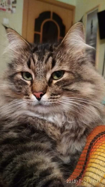 Кошки в нашей жизни. Кошки и все, что с ними связано.