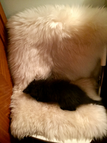 Кошки в нашей жизни. Кошки и все, что с ними связано.