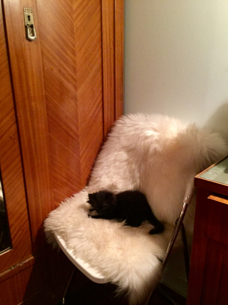 Кошки в нашей жизни. Кошки и все, что с ними связано.