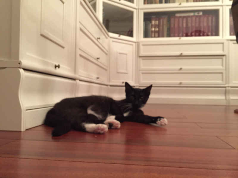 Кошки в нашей жизни. Кошки и все, что с ними связано.