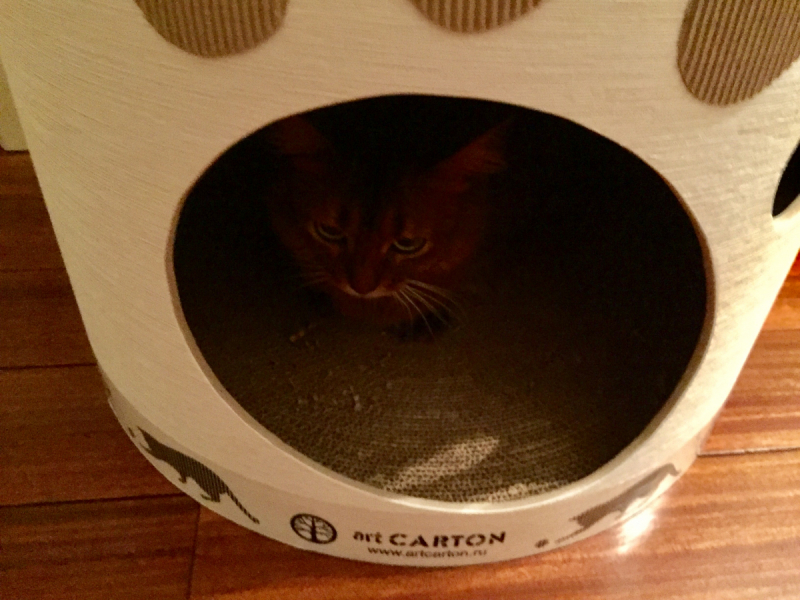 Кошки в нашей жизни. Кошки и все, что с ними связано.