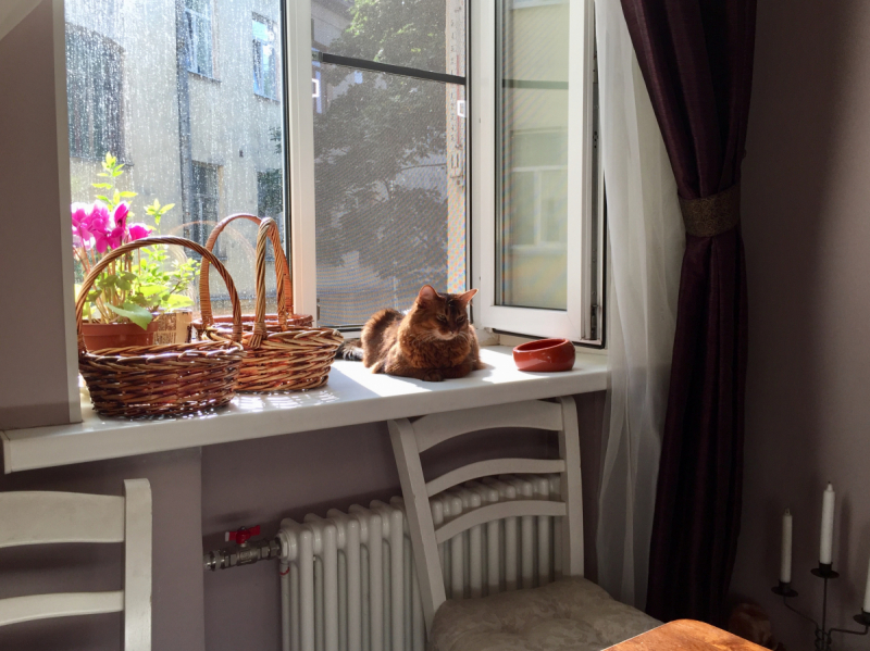 Кошки в нашей жизни. Кошки и все, что с ними связано.