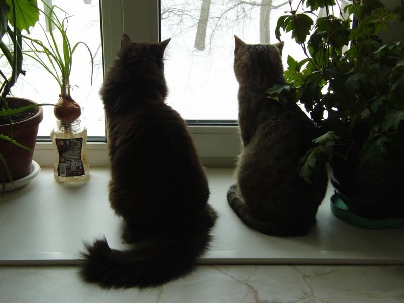 Кошки в нашей жизни. Кошки и все, что с ними связано.