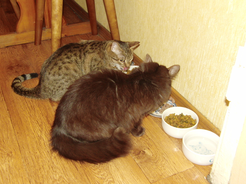 Кошки в нашей жизни. Кошки и все, что с ними связано.