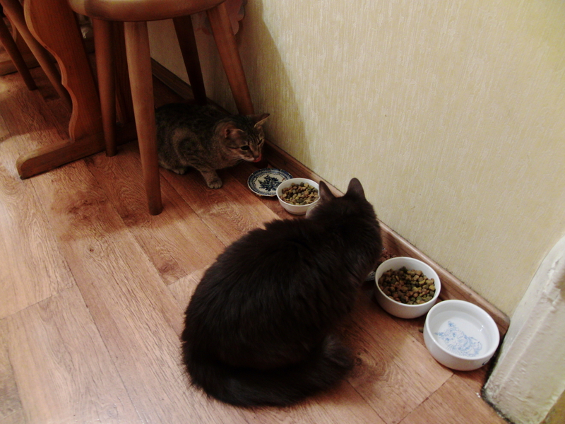 Кошки в нашей жизни. Кошки и все, что с ними связано.