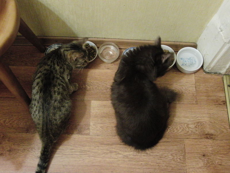 Кошки в нашей жизни. Кошки и все, что с ними связано.