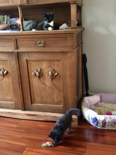 Кошки в нашей жизни. Кошки и все, что с ними связано.