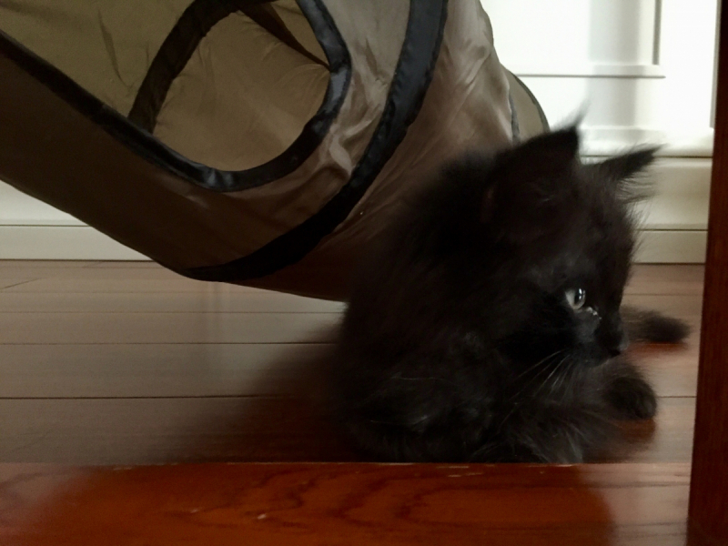 Кошки в нашей жизни. Кошки и все, что с ними связано.