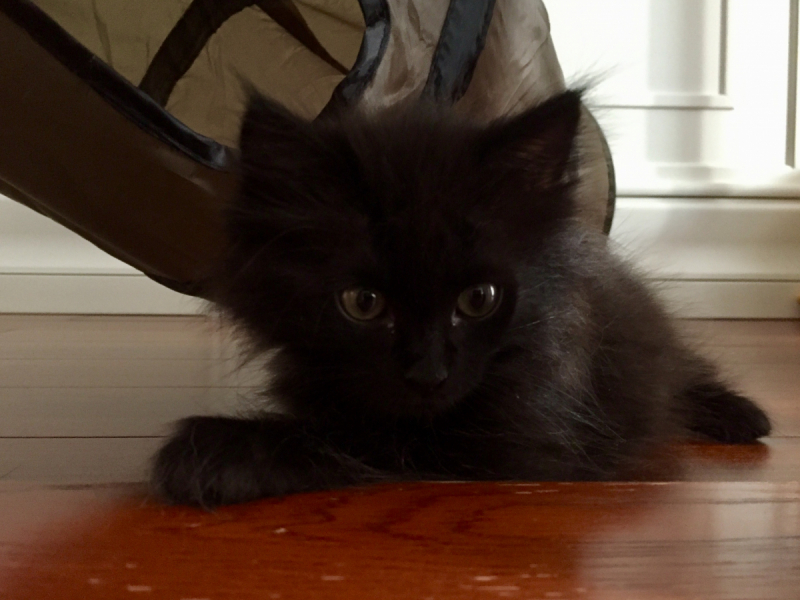 Кошки в нашей жизни. Кошки и все, что с ними связано.