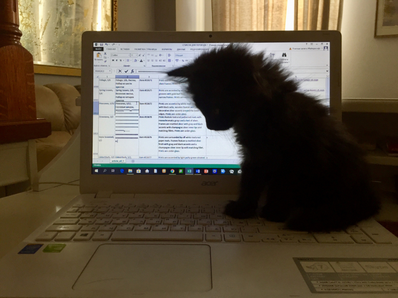 Кошки в нашей жизни. Кошки и все, что с ними связано.