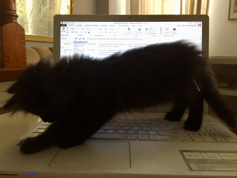 Кошки в нашей жизни. Кошки и все, что с ними связано.