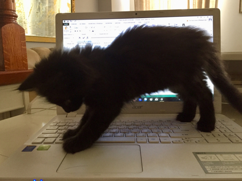 Кошки в нашей жизни. Кошки и все, что с ними связано.