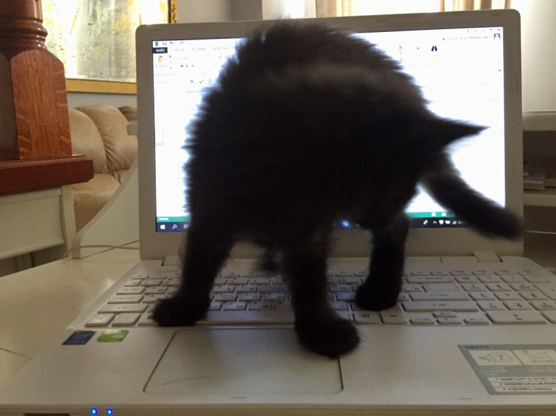 Кошки в нашей жизни. Кошки и все, что с ними связано.