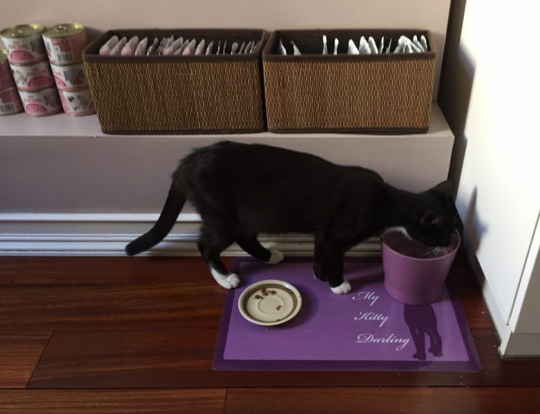 Кошки в нашей жизни. Кошки и все, что с ними связано.