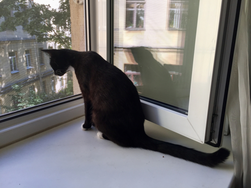 Кошки в нашей жизни. Кошки и все, что с ними связано.