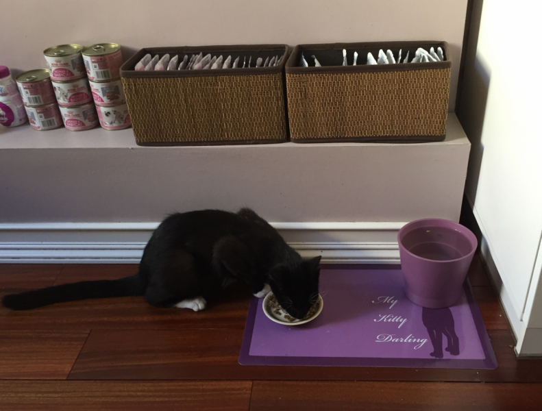 Кошки в нашей жизни. Кошки и все, что с ними связано.