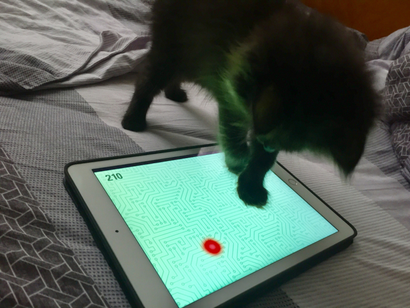 Кошки в нашей жизни. Кошки и все, что с ними связано.