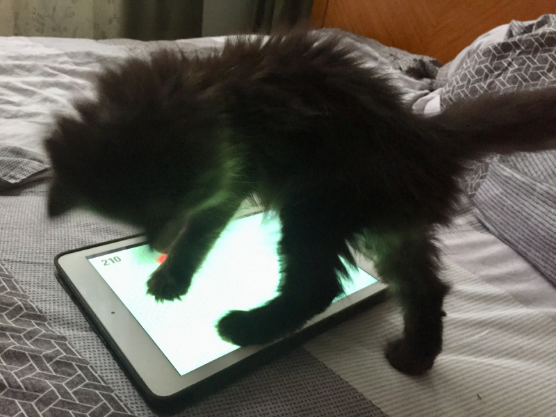 Кошки в нашей жизни. Кошки и все, что с ними связано.