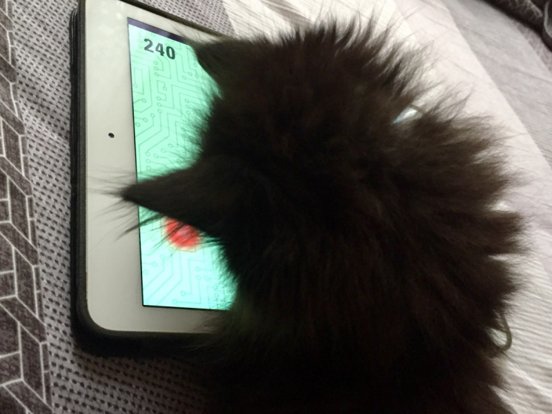 Кошки в нашей жизни. Кошки и все, что с ними связано.