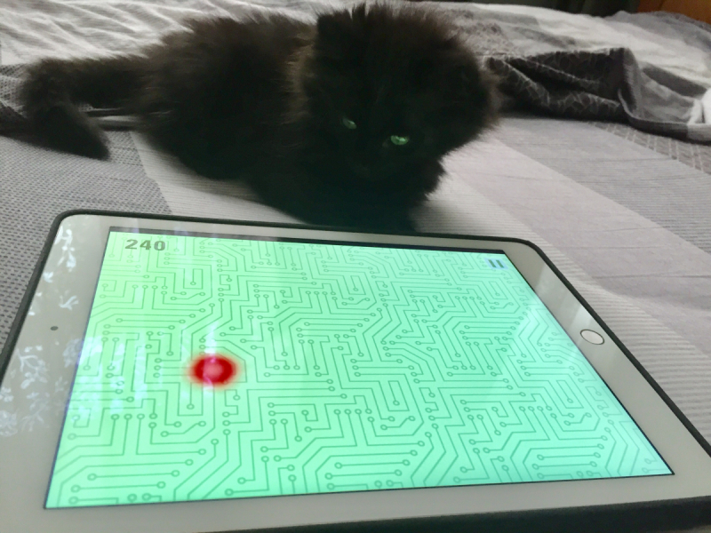 Кошки в нашей жизни. Кошки и все, что с ними связано.