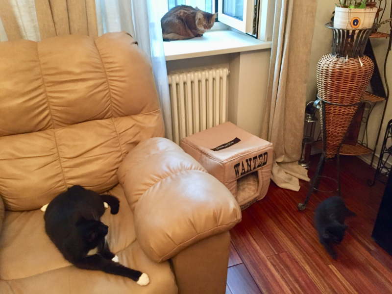 Кошки в нашей жизни. Кошки и все, что с ними связано.