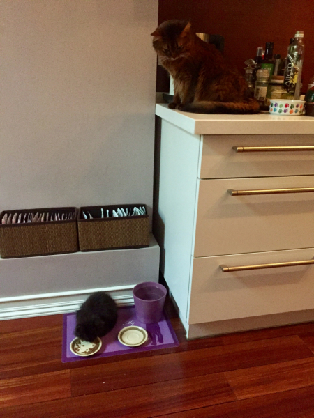 Кошки в нашей жизни. Кошки и все, что с ними связано.