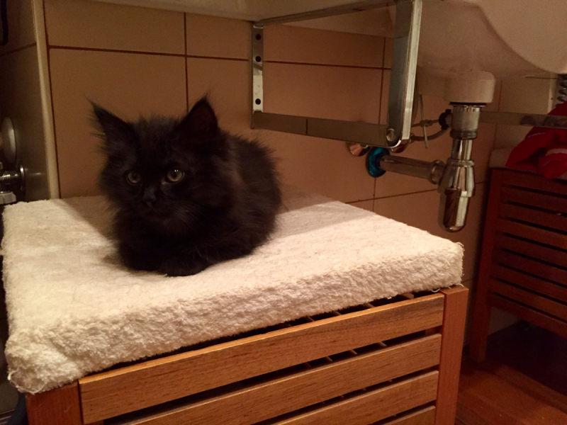 Кошки в нашей жизни. Кошки и все, что с ними связано.