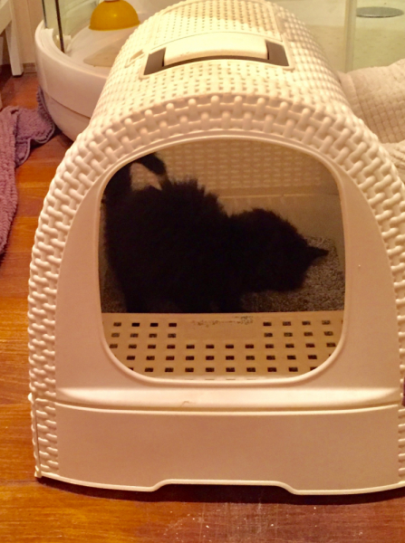 Кошки в нашей жизни. Кошки и все, что с ними связано.