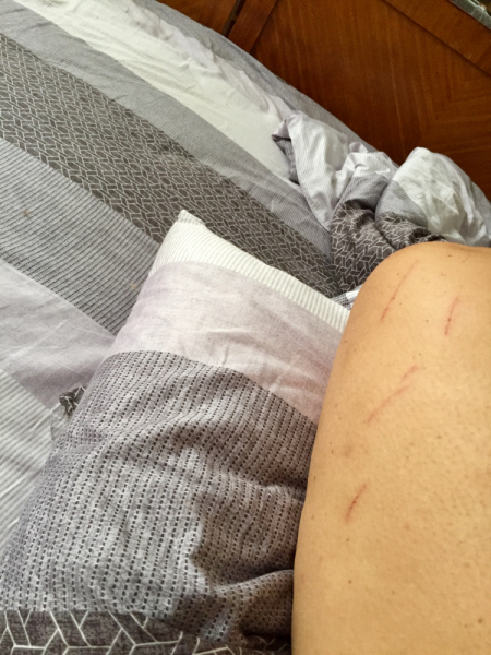 Кошки в нашей жизни. Кошки и все, что с ними связано.