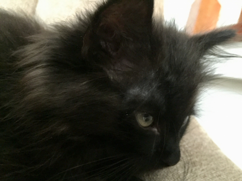 Кошки в нашей жизни. Кошки и все, что с ними связано.