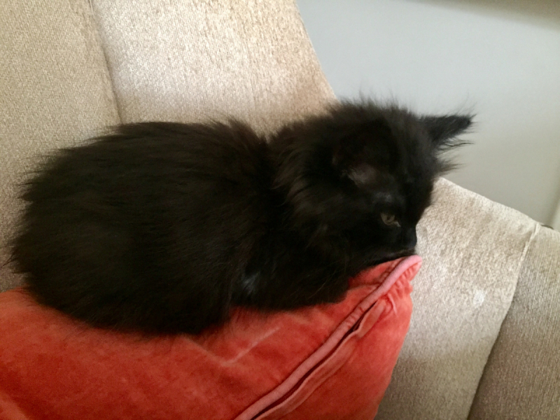 Кошки в нашей жизни. Кошки и все, что с ними связано.