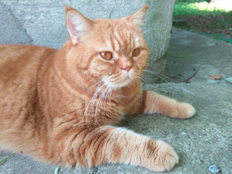 Кошки в нашей жизни. Кошки и все, что с ними связано.