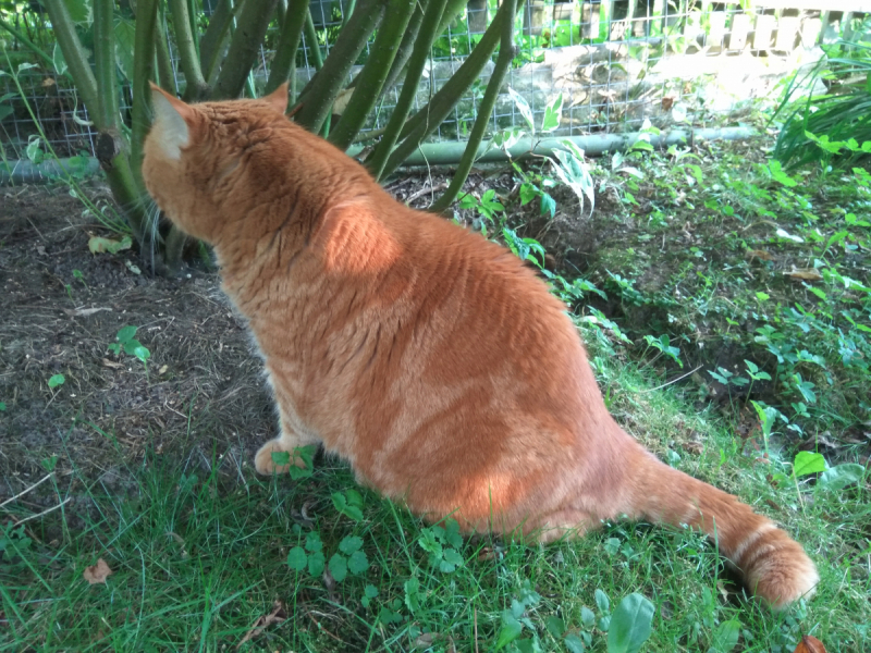 Кошки в нашей жизни. Кошки и все, что с ними связано.