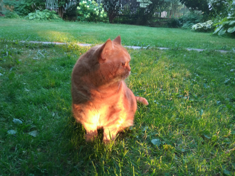 Кошки в нашей жизни. Кошки и все, что с ними связано.