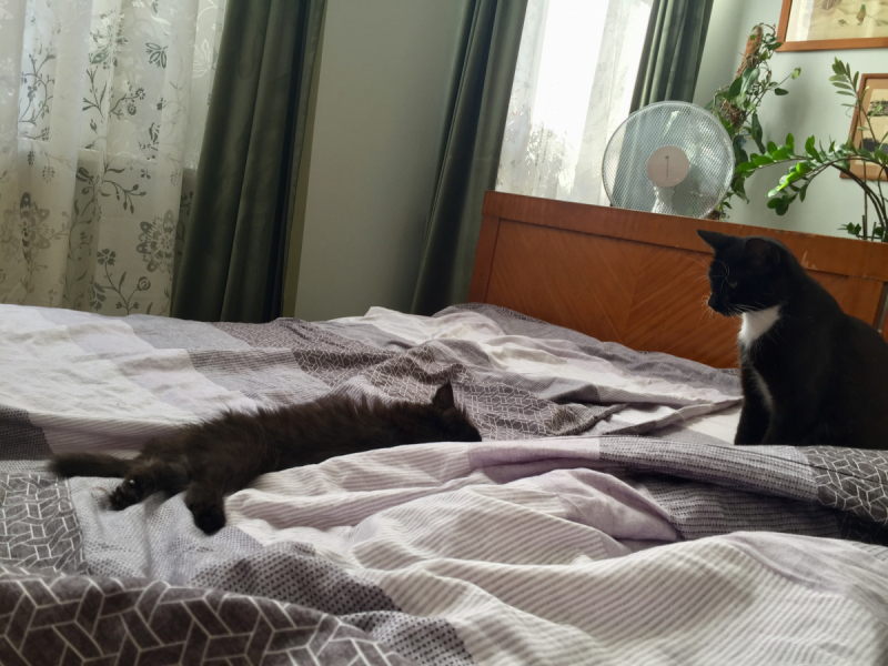 Кошки в нашей жизни. Кошки и все, что с ними связано.