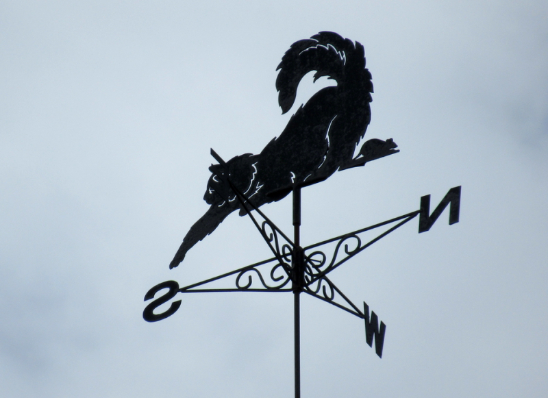 Кошки в нашей жизни. Кошки и все, что с ними связано.