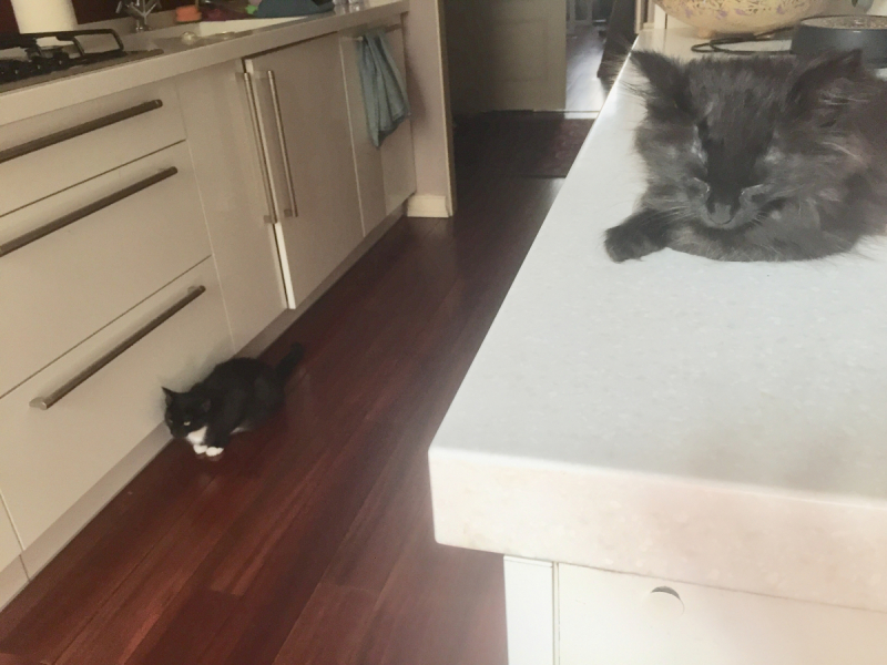 Кошки в нашей жизни. Кошки и все, что с ними связано.