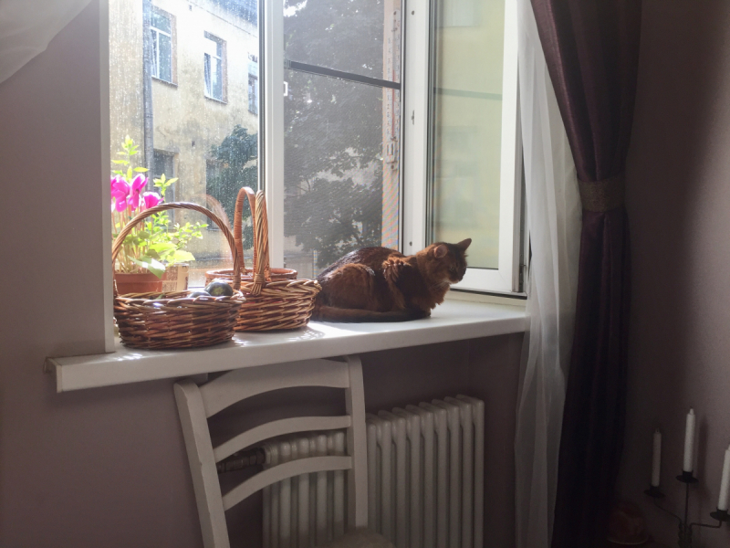 Кошки в нашей жизни. Кошки и все, что с ними связано.